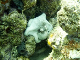 IMG 3933 Common Octopus